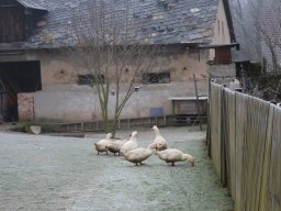 Motám, motám klubíčko - Od slepice k vajíčku